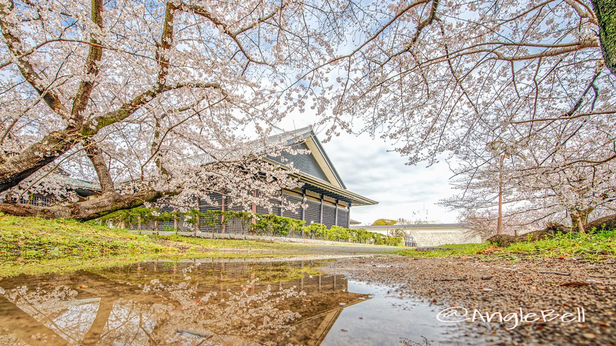 名城公園 彫刻の庭の桜 March 2020