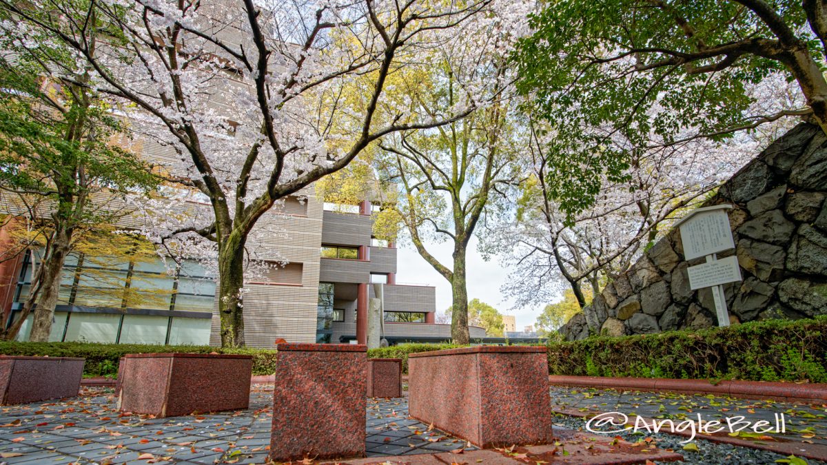 愛知県図書館  名勝標札前の桜 March 2020