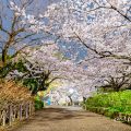 鶴舞公園 (夜景) あじさいの散歩道 公園東の桜 April 2020