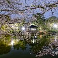 夜景 鶴舞公園 竜ヶ池 浮見堂と桜の風景 April 2020
