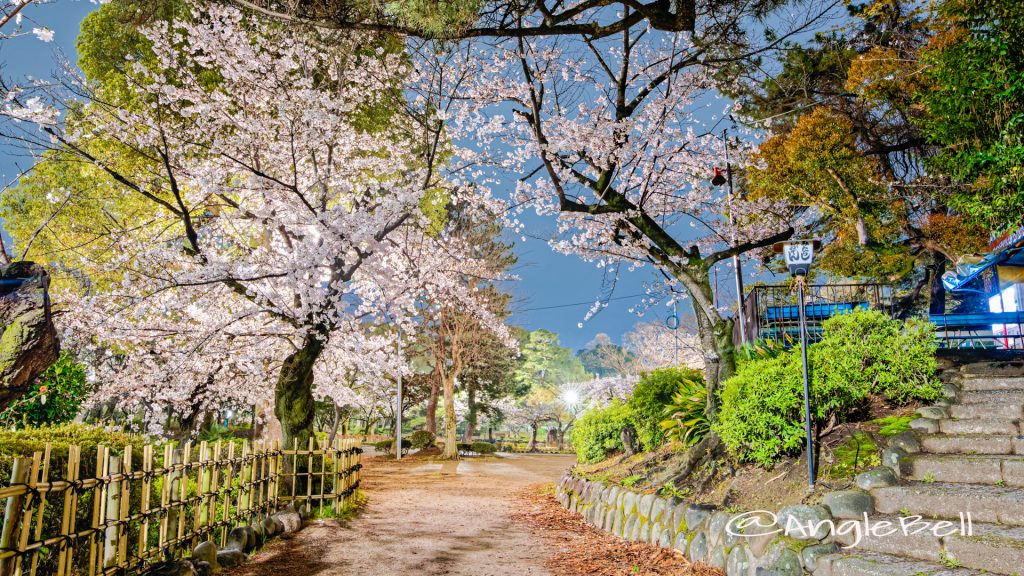 夜景 鶴舞公園 菖蒲池 グリーンアドベンチャー35番の桜 April 2020