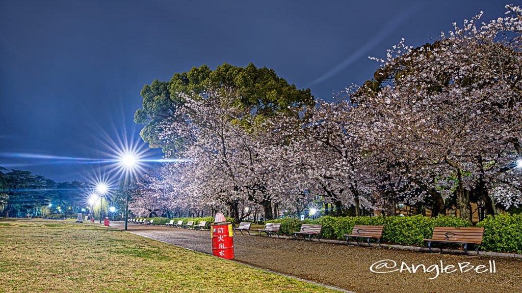 夜景 鶴舞公園 なごやかベンチと桜 April 2020