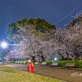 夜景 鶴舞公園 なごやかベンチと桜 April 2020