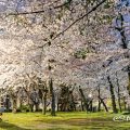 夜景 鶴舞公園 桜林 April 2020