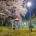 夜景 名城公園 ライオンヘルスパーク ブランコから見た桜と滑り台 2020