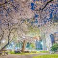 夜景 ライオンヘルスパーク (名城公園)の桜風景 2020春