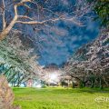 夜景 大津橋小園テニスコート側から見る桜 April 2020