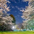 夜景 大津橋小園テニスコート側の桜 April 2020