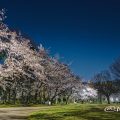 名城公園 芝生広場のベンチと桜 April 2020