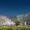 夜景 名城公園北園 芝生広場 April 2020