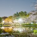 夜景 名城公園北園 おふけ池のソメイヨシノ（領内桜）2020春