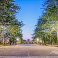 早朝 鶴舞公園 正面中央 ヒマラヤスギ並木