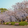 早朝 鶴舞公園 なごやかベンチと桜 April 2020