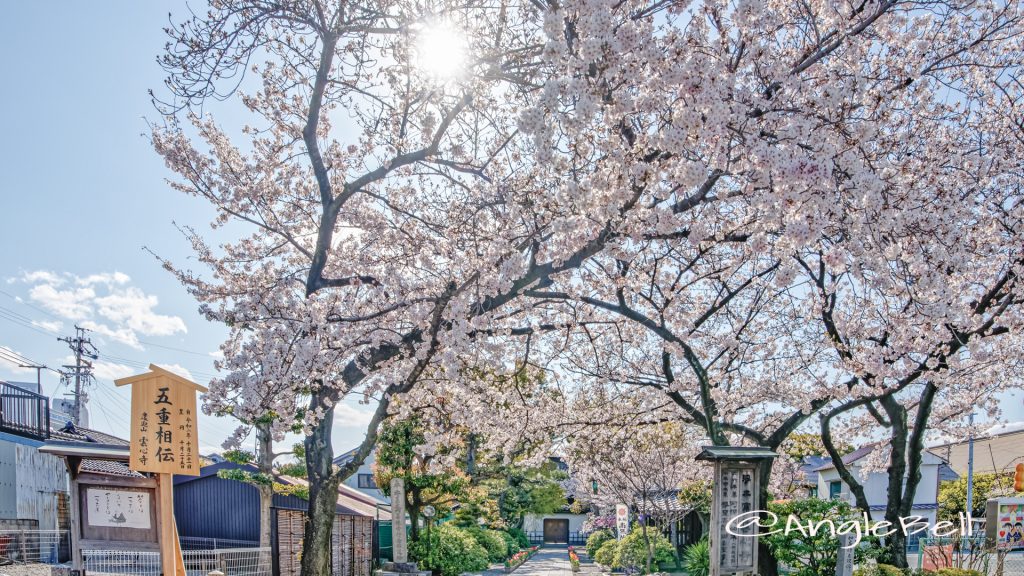 雲心寺 (熱田区尾頭町) 桜