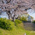 熱田区白鳥 堀川端公園 April 2020