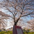 堀川端公園 April 2020