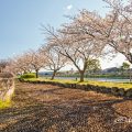 熱田区木之免町 大瀬子公園 April 2020