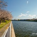 大瀬子公園 熱田区木之免町 April 2020