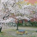 白鳥公園 ベンチと桜 April 2020