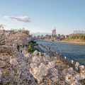 白鳥公園 桜並木と名古屋国際会議場 2020