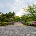 名城公園 御深井橋とツツジ(躑躅) May 2020