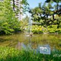 鶴舞公園 秋の池 噴水 May 2020