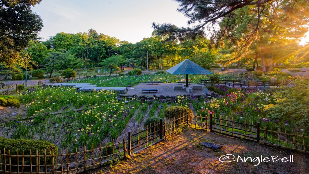 鶴舞公園 菖蒲池 全景 May 2020