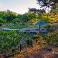 鶴舞公園 菖蒲池 全景 May 2020