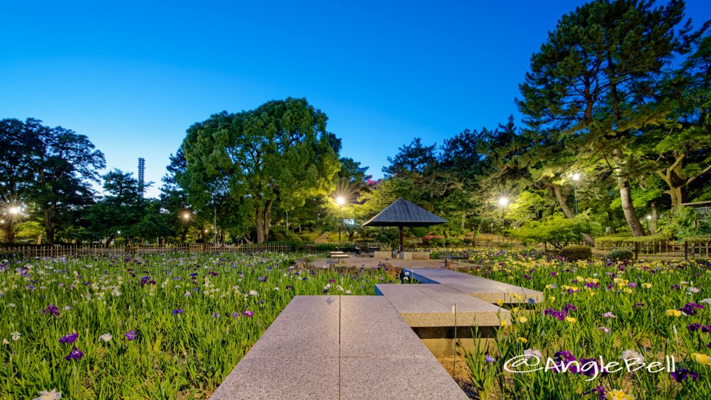 菖蒲池 北側 鶴舞公園 May 2020