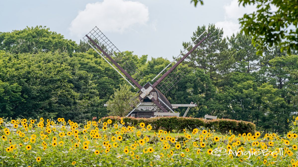 名城公園北園 ヒマワリとオランダ風車 June 2020