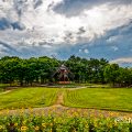 オランダ風車とヒマワリ (名城公園北園 花の山)