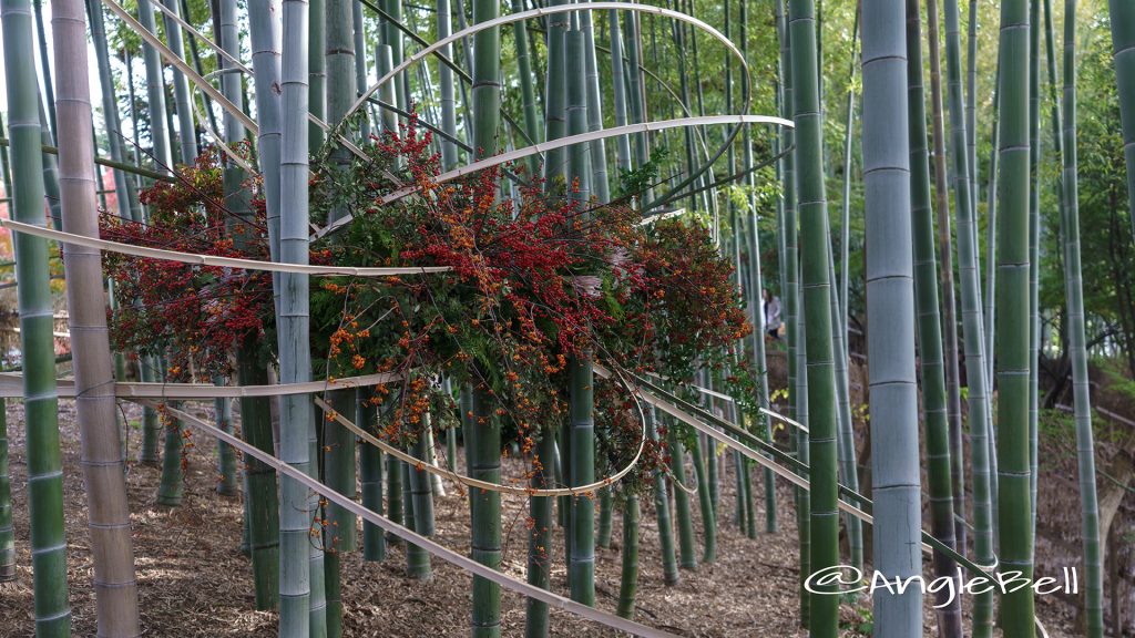 観楓会 / あかりアート 白鳥庭園 竹林 華と灯りの路地飾り2017