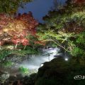 白鳥庭園 渓谷の景 ライトアップ2017