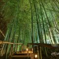 白鳥庭園 竹林「モウソウチク」のライトアップ 2017