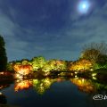 白鳥庭園 海洋の景 ライトアップ2017