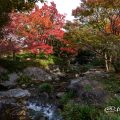 白鳥庭園 渓谷の景 2017