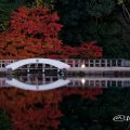 紅葉 名古屋 徳川園 龍仙湖と太鼓橋 2017