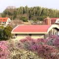 名古屋市農業センター 芝生広場から見た しだれ梅園