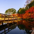 徳川園 西湖堤東側の湖面と紅葉 2017