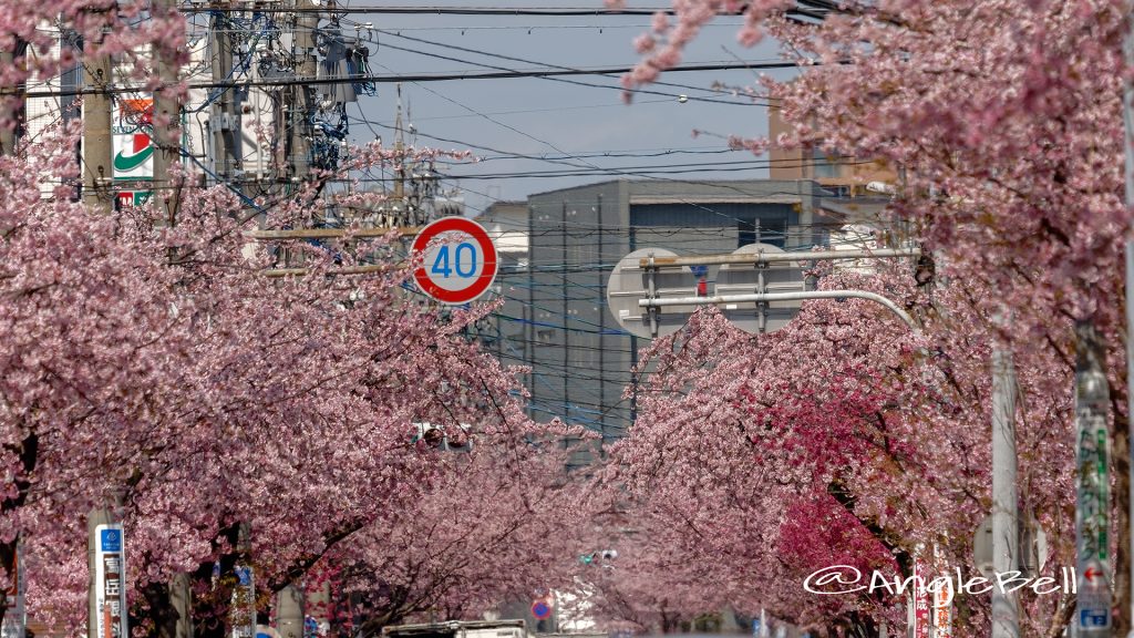 桜通泉二丁目から見たオオカンザクラの並木道 March 2018