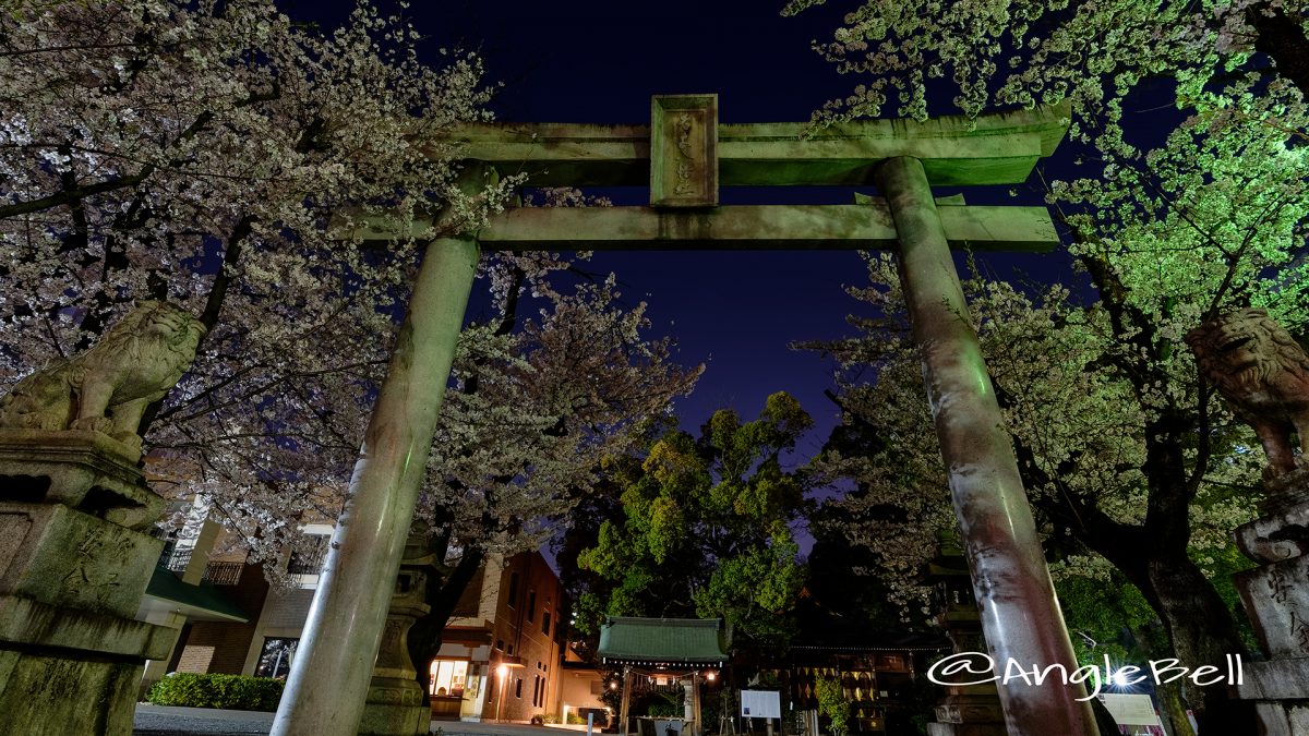 夜桜 名古屋総鎮守 若宮八幡社 March 2018