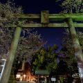 夜桜 名古屋総鎮守 若宮八幡社 March 2018