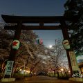 愛知縣護國神社 鳥居と桜まつり March 2018