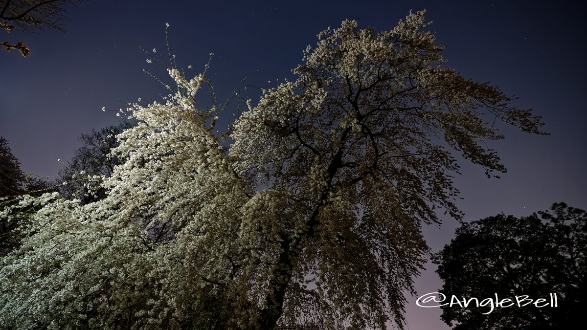 愛知縣護國神社 夜の枝垂れ桜 March 2018