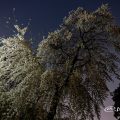 愛知縣護國神社 夜の枝垂れ桜 March 2018