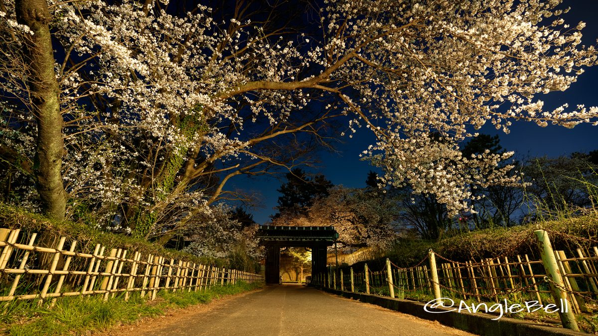 夜景 名古屋城 二之丸大手二之門 桜  March 2018