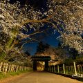 夜景 名古屋城 二之丸大手二之門 桜 March 2018