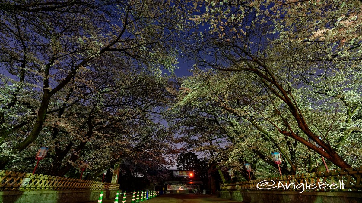 夜桜 名古屋城 正門前の桜 March 2018