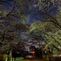 夜桜 名古屋城 正門前の桜 March 2018