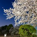 夜景 名城公園北園 藤の回廊広場から見る 桜と名古屋城 March 2018